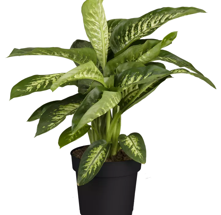 Dieffenbachie 'Tropic Snow'