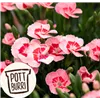 bellaflora Gartencenter GmbH