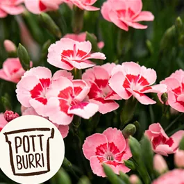 Dianthus teneriffa Peach Party Pottburri