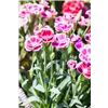bellaflora Gartencenter GmbH