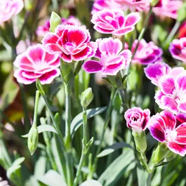 Dianthus teneriffa Pink Kisses®