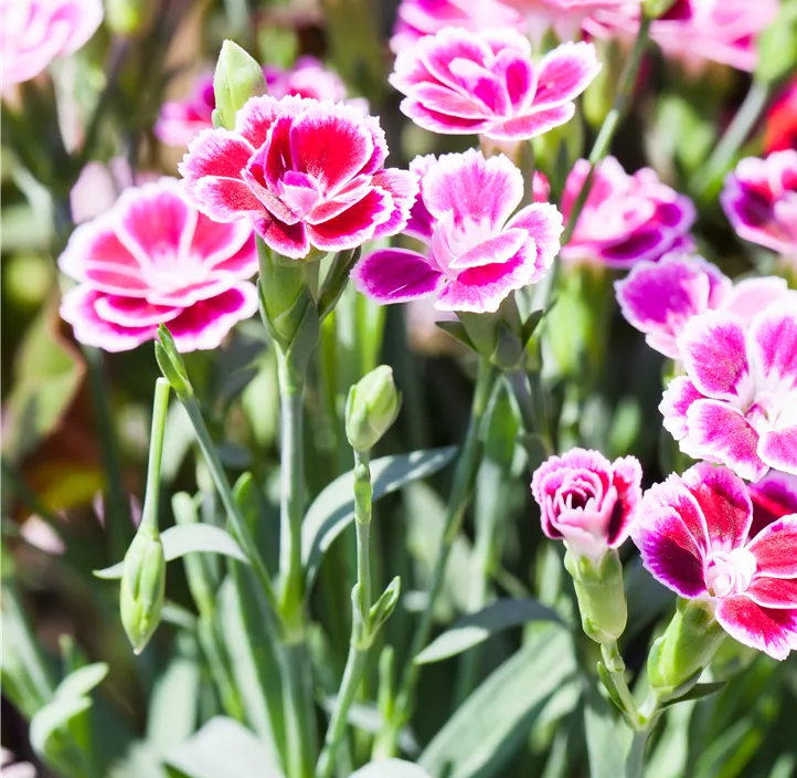 Prinzess-Nelke 'Pink Kisses'®