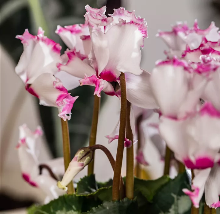Alpenveilchen 'Victoria'