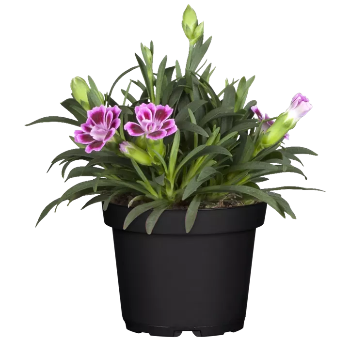 Prinzess-Nelke 'Pink Kisses'®