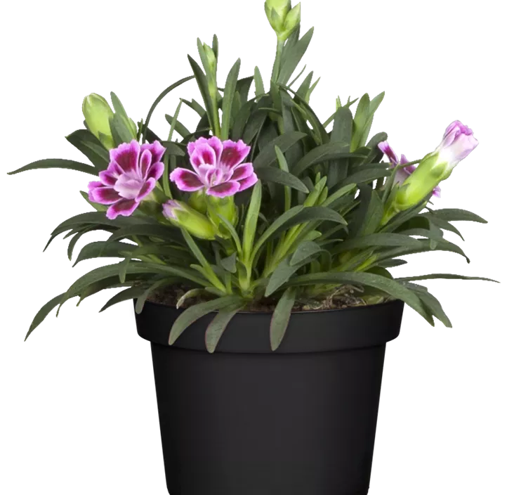 Prinzess-Nelke 'Lucky Lips' Prinzess-Nelke 'Lucky Lips'