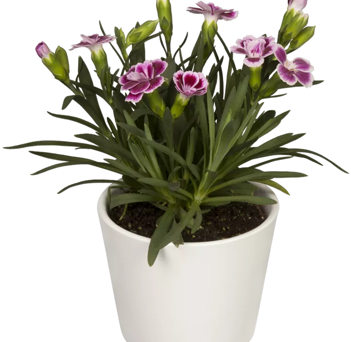 Prinzess-Nelke 'Lucky Lips' Prinzess-Nelke 'Lucky Lips'