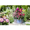 bellaflora Gartencenter GmbH