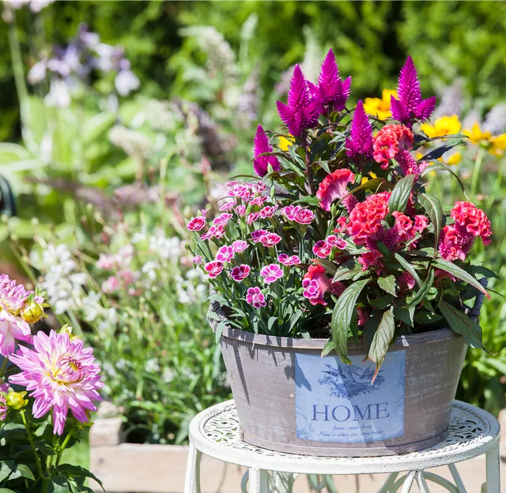 Prinzess-Nelke 'Pink Kisses'®