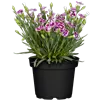 bellaflora Gartencenter GmbH