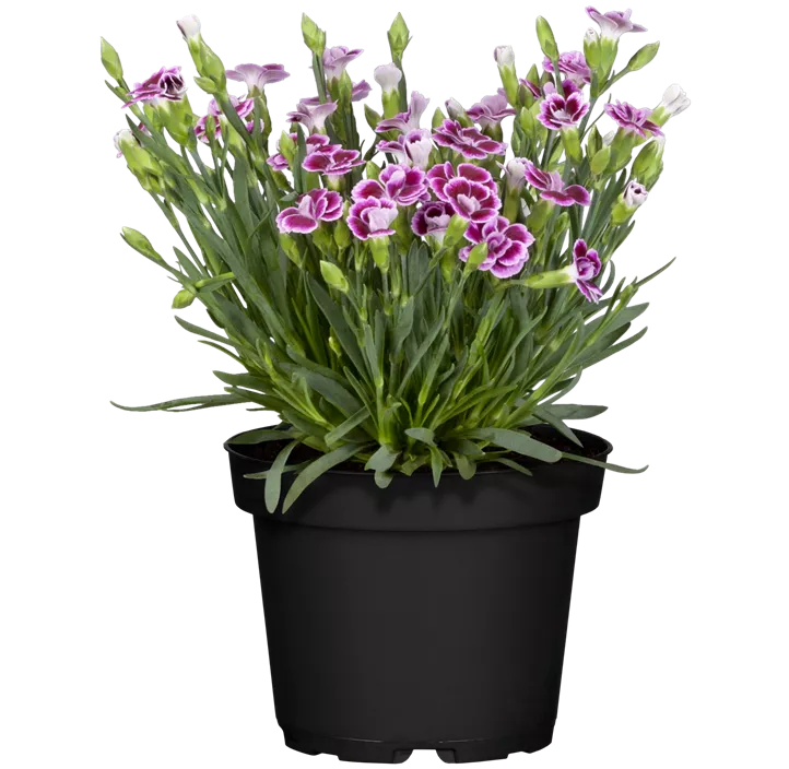 Prinzess-Nelke 'Pink Kisses'®