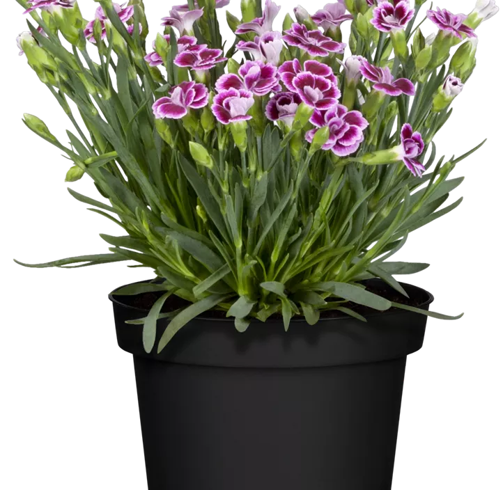 Prinzess-Nelke 'Lucky Lips' Prinzess-Nelke 'Lucky Lips'