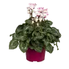 bellaflora Gartencenter GmbH