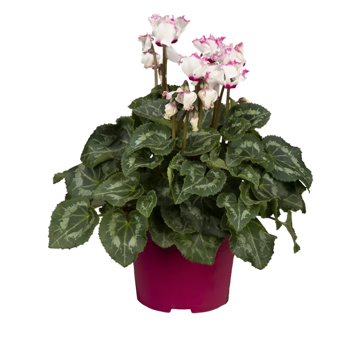 Alpenveilchen 'Victoria'