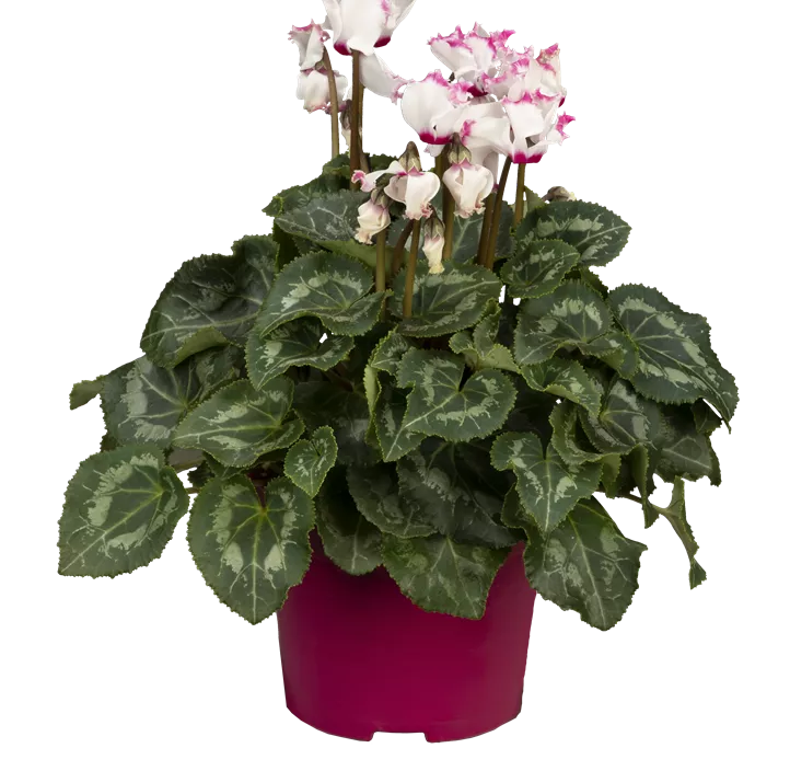 Alpenveilchen 'Victoria'