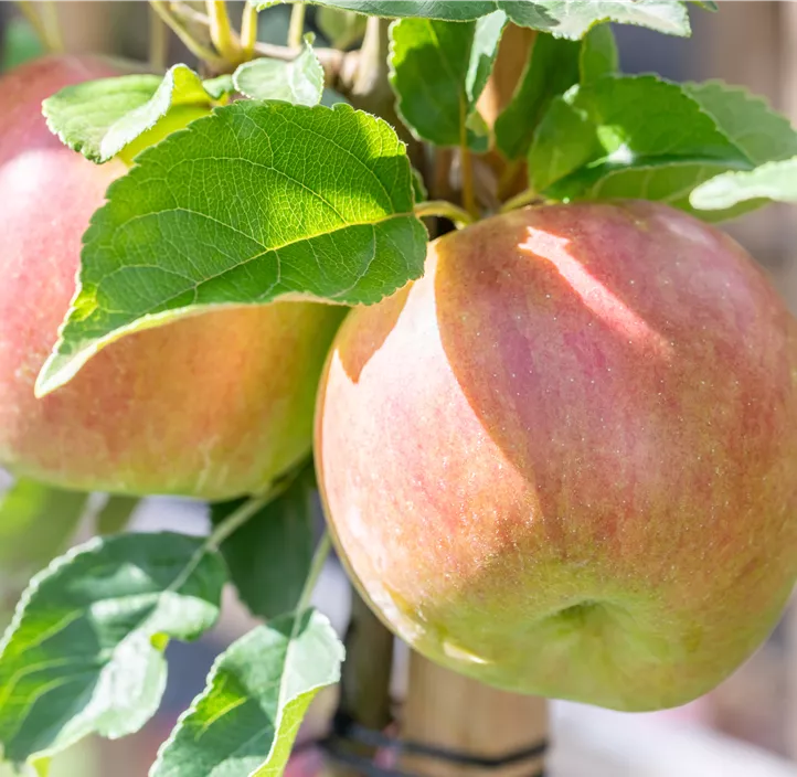 Apfel 'Idared' Apfel 'Idared'