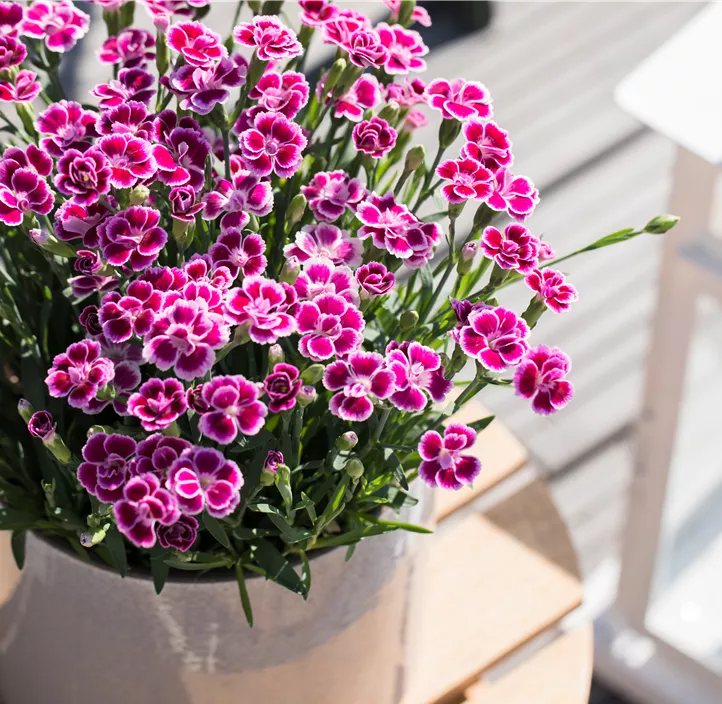 Prinzess-Nelke 'Pink Kisses'®