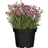 bellaflora Gartencenter GmbH