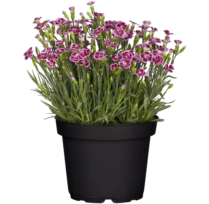 Prinzess-Nelke 'Pink Kisses'®