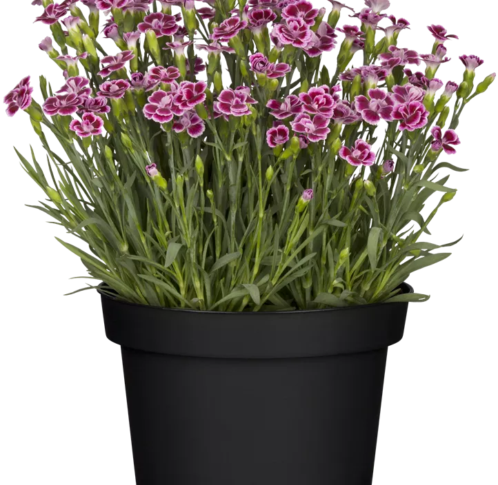 Prinzess-Nelke 'Lucky Lips' Prinzess-Nelke 'Lucky Lips'