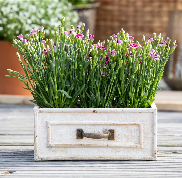 Prinzess-Nelke 'Pink Kisses'®