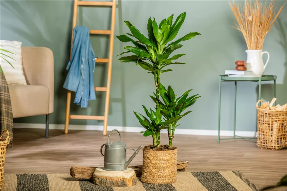 dracaena marginata kaufen Dracaena marginata (Drachenbaum) (L) kaufen