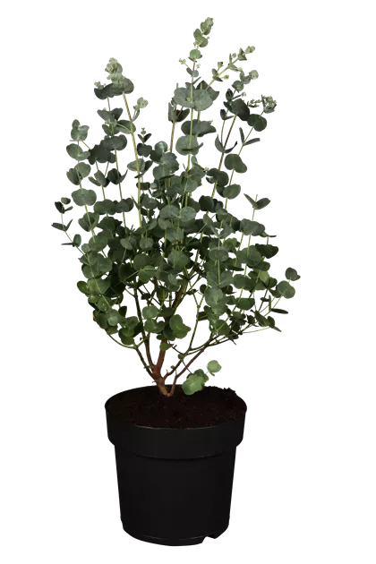 Eucalyptus gunnii azura Busch, Echter Eukalyptus 'Azura' - Bellaflora