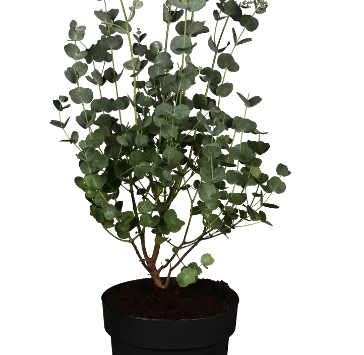 Echter Eukalyptus 'Azura' Echter Eukalyptus 'Azura'
