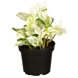 Epipremnum Happy Leaves