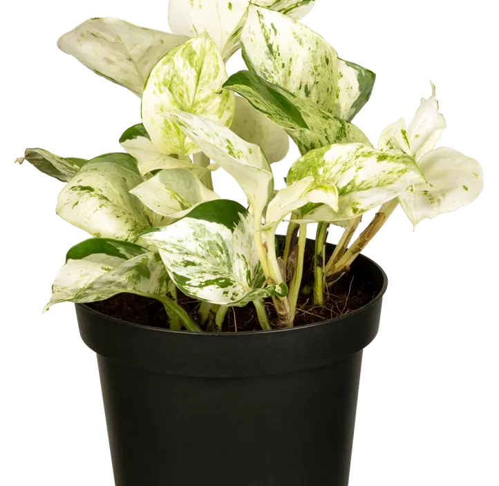 Efeutute 'Happy Leaves'