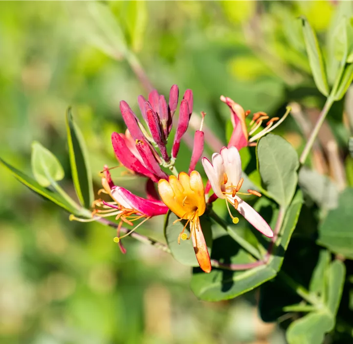 Rote Geißschlinge 'Dropmore Scarlet'