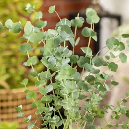 Eucalyptus Azura