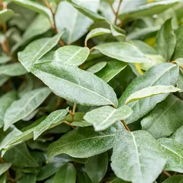 Elaeagnus ebbingei