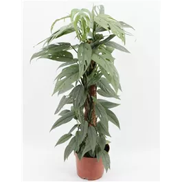 Epipremnum pinnatum ‚Cebu Blue‘