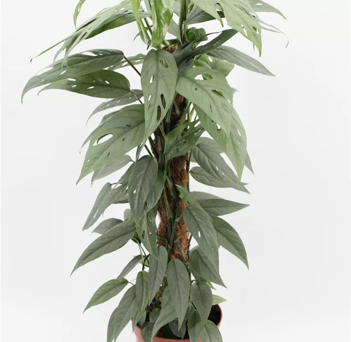 Efeutute 'Cebu Blue'