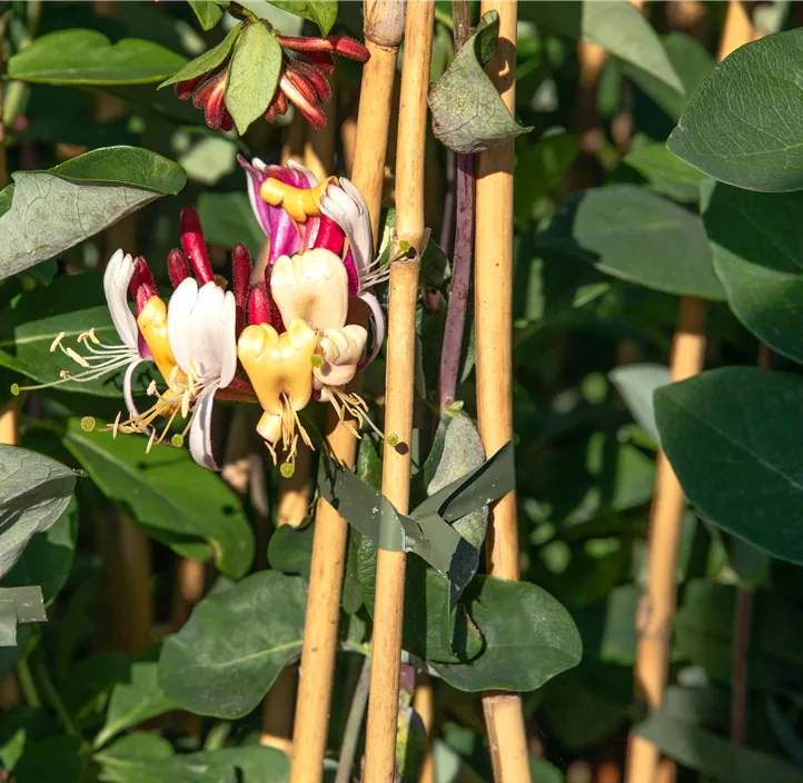 Rote Geißschlinge 'Dropmore Scarlet'