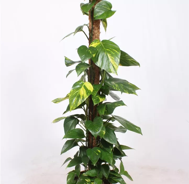 Gefleckte Efeutute 'Marble Queen'