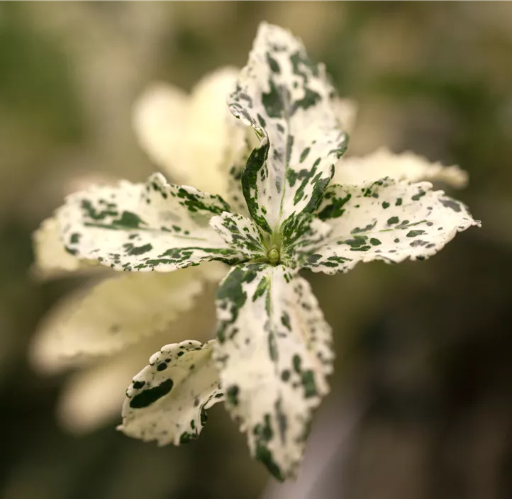 Kriechspindel 'Harlequin'