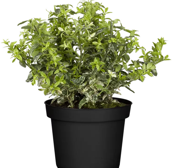 Kriechspindel 'Harlequin'