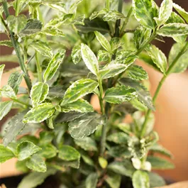Euonymus Harlequin