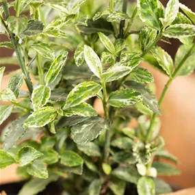 Euonymus Harlequin