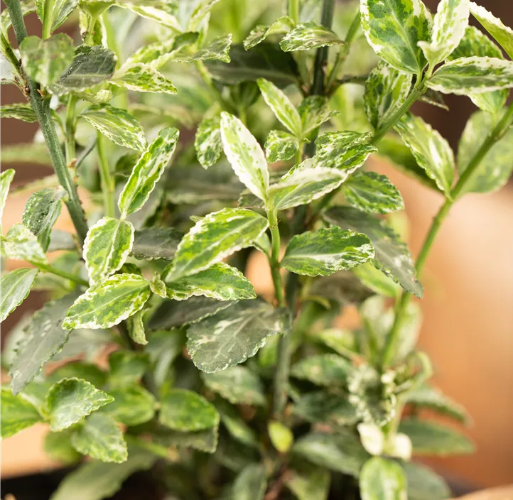 Kriechspindel 'Harlequin'