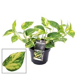 Epipremnum pinnatum N`Joy Gold