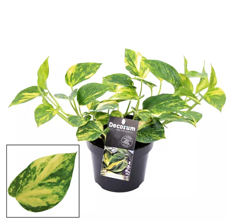 Gefleckte Efeutute 'N´Joy Gold'