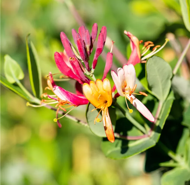 Rote Geißschlinge 'Dropmore Scarlet'