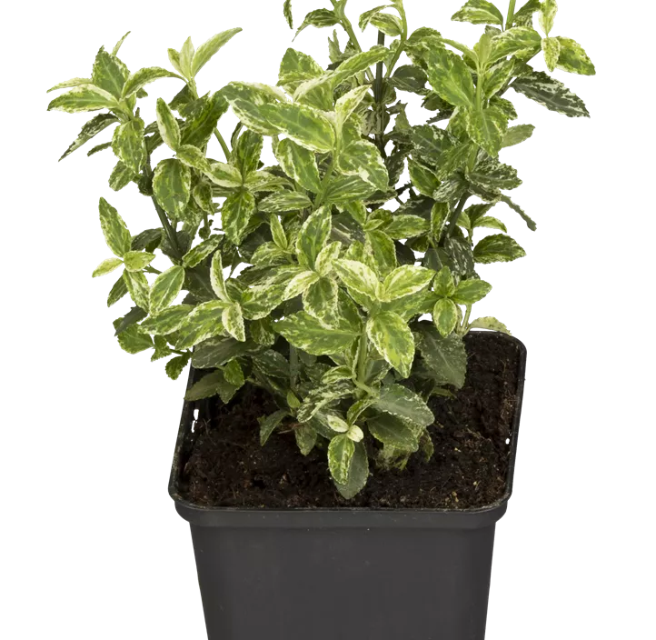 Kriechspindel 'Harlequin'