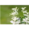 bellaflora Gartencenter GmbH
