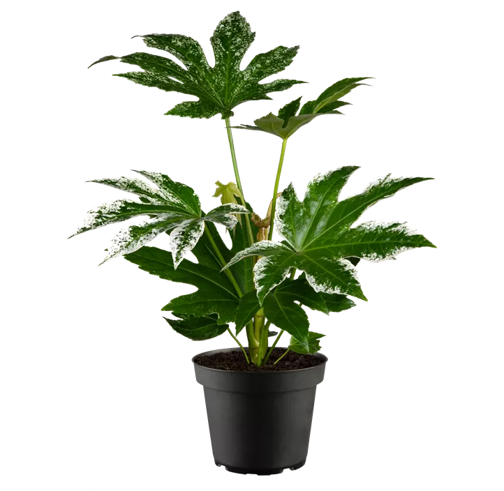 Zimmeraralie 'Spiderweb'