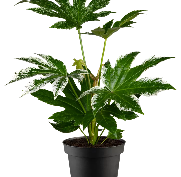 Zimmeraralie 'Spiderweb'