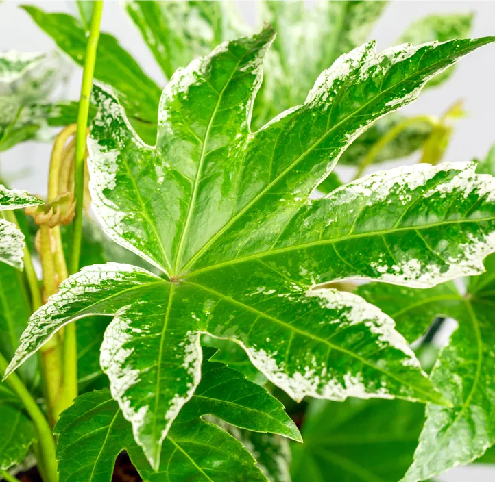 Zimmeraralie 'Spiderweb'