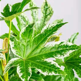 Fatsia japonica 'Spider Web'